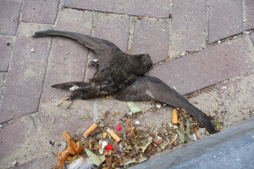 De dood kwam uit de lucht vallen.