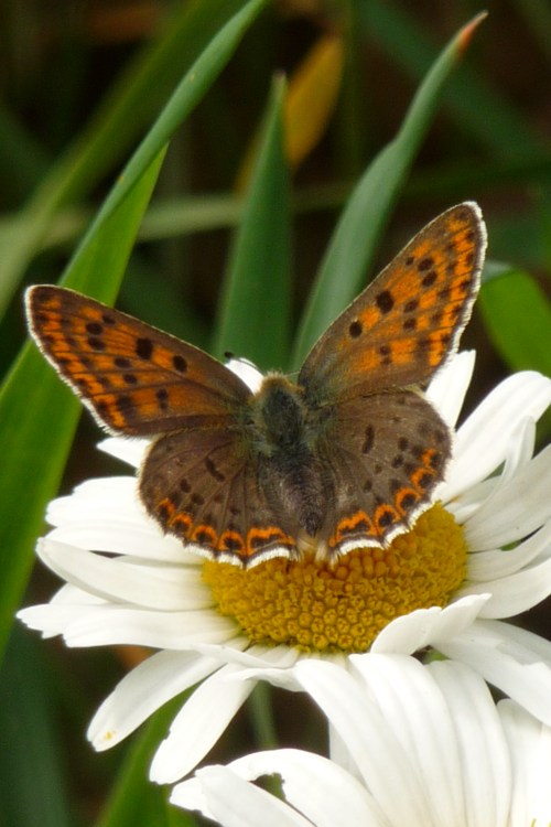 Vlinder op margriet. Wekeromse Zand. 2010