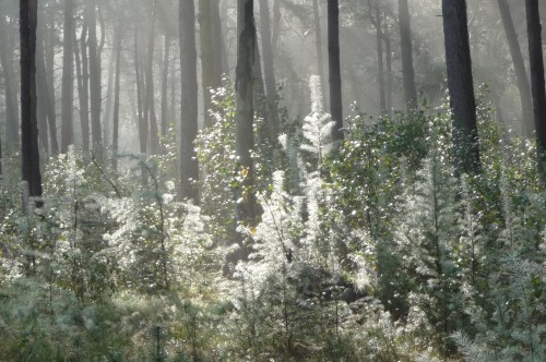 Zo vroeg en zo mooi!