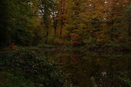 Ergens in een bos bij een vijver