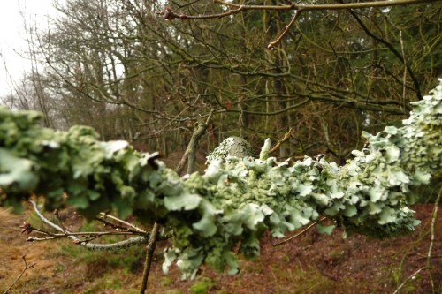 De natuur viert zijn eigen feestje met kerst.