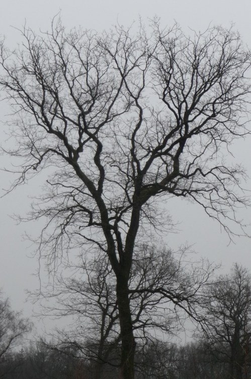 Pentekening van de natuur