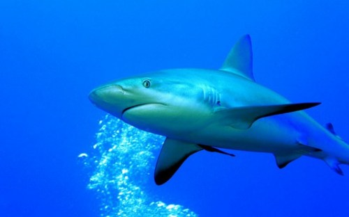caribische-rifhaai-1