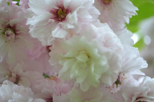 Bloemenpracht enzovoort.