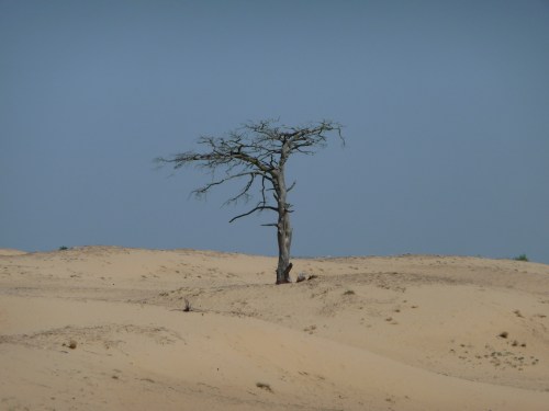 De boom van Golgotha 2009