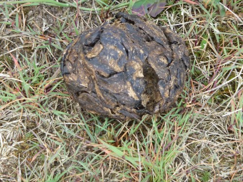 De moeder van alle drollen 2009