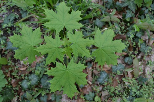 Zomaar op de bosgrond